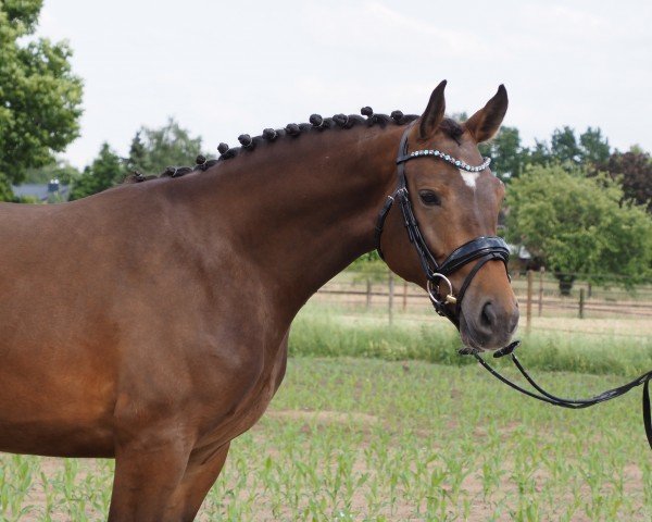 jumper Cafe's Kalida (Oldenburg show jumper, 2022, from Cafe au lait 2)