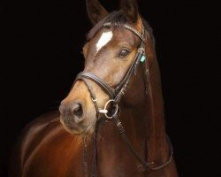 dressage horse Dimaro 13 (German Sport Horse, 2013, from Decurio 3)