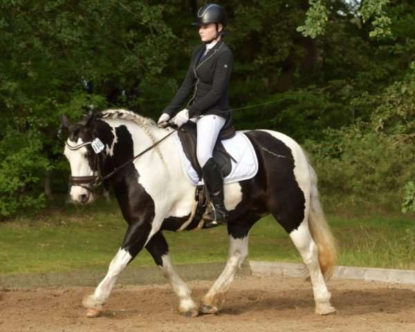 Dressurpferd Luna‘s Conquest (Tinker / Irish Cob / Gypsy Vanner, 2011)