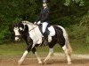 Dressurpferd Luna‘s Conquest (Tinker / Irish Cob / Gypsy Vanner, 2011)