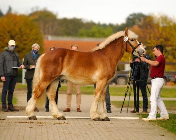 horse Gabriel (Rhenish-German Cold-Blood, 2018, from Gotthilf)