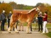 horse Gabriel (Rhenish-German Cold-Blood, 2018, from Gotthilf)