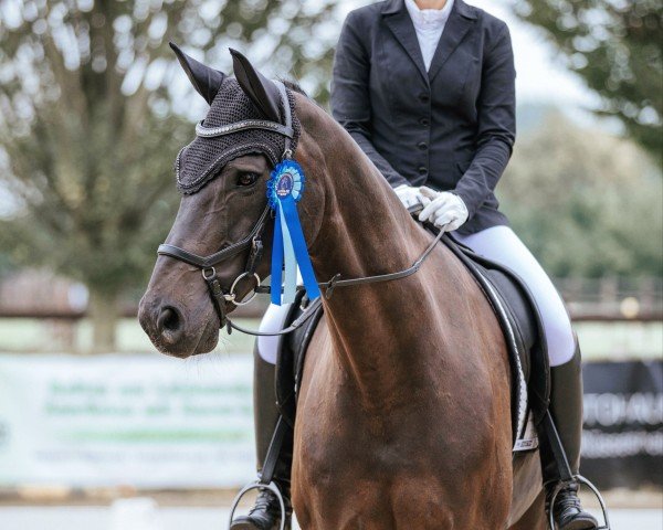 dressage horse Fitzman (Oldenburg, 2012, from Foundation 2)