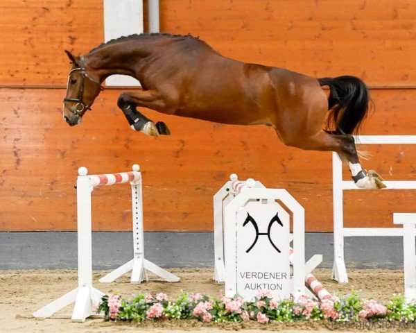 jumper Cuba Libre (Hanoverian, 2020, from Cabo Verde)