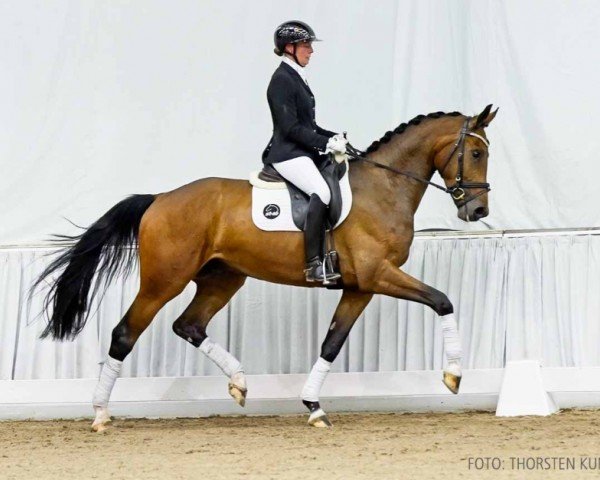 dressage horse Fürst Fior (Hanoverian, 2020, from Fürst Samarant)