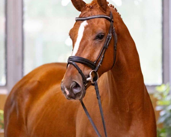 dressage horse Vivancier (Hanoverian, 2020, from Vivino)