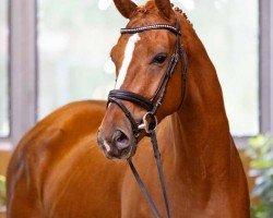 dressage horse Vivancier (Hanoverian, 2020, from Vivino)