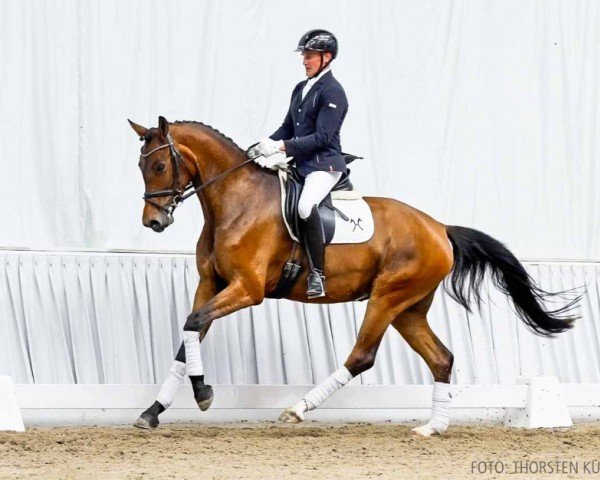 dressage horse Forever Magic (Hanoverian, 2020, from Fusionist)