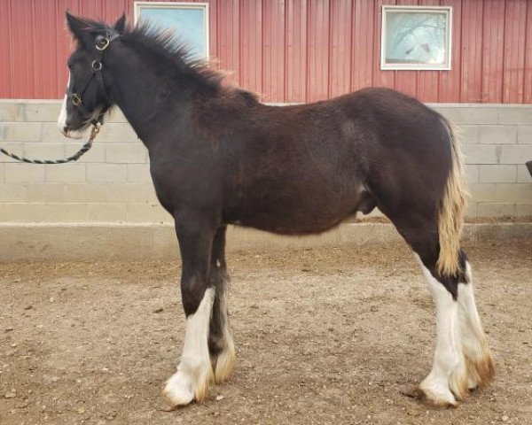 horse TF Jayz Sherman (Clydesdale, 2020, from TF Justin's Zephyr)