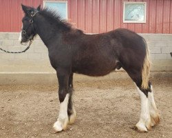 Pferd TF Jayz Sherman (Clydesdale, 2020, von TF Justin's Zephyr)