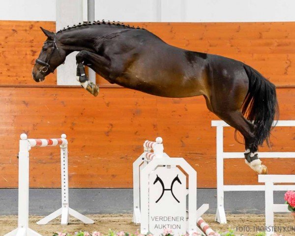 jumper Queen's Gambit (Hanoverian, 2018, from FRH Quaid)