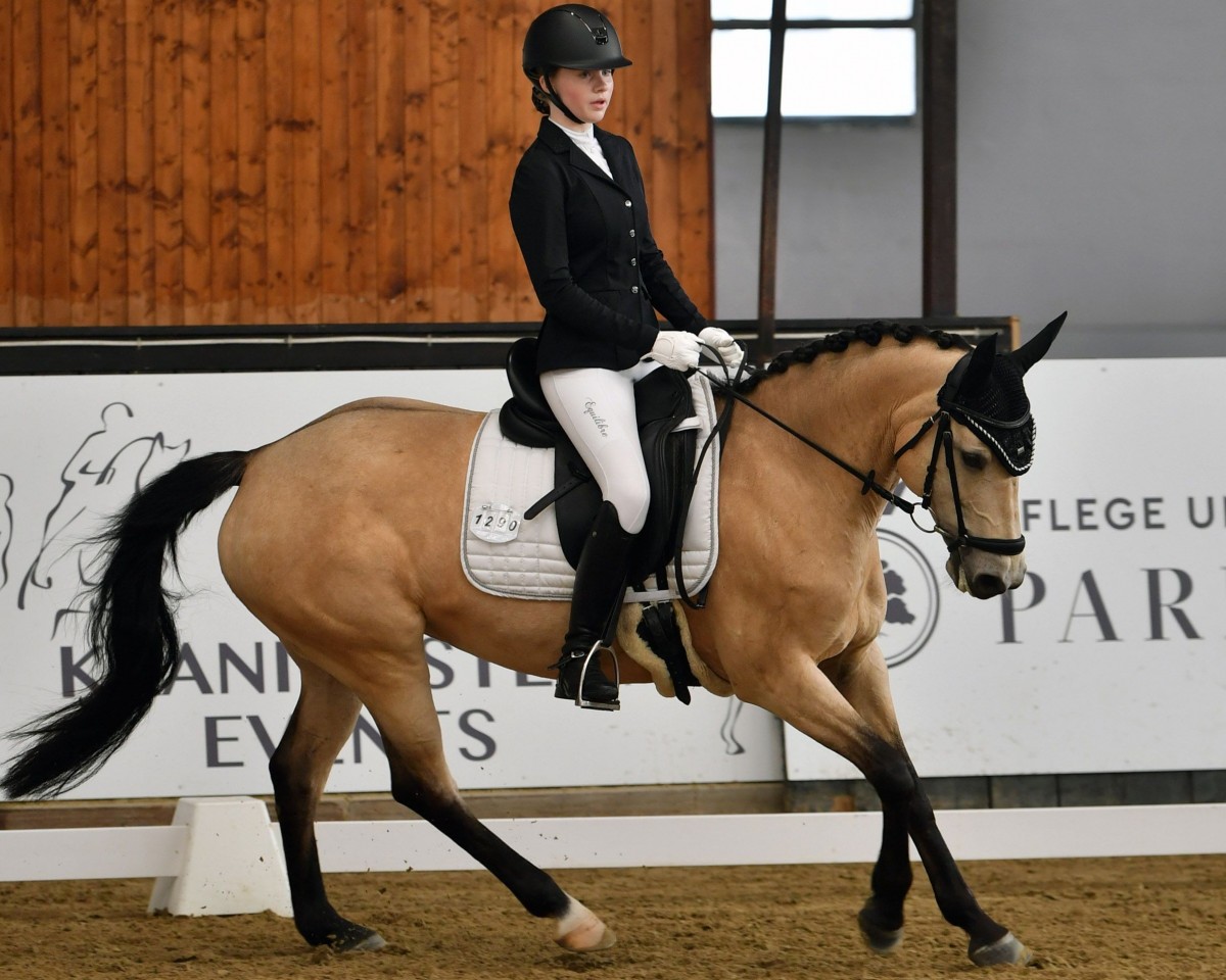 Springpferd Trend Setting (Irish Sport Horse, 2012)