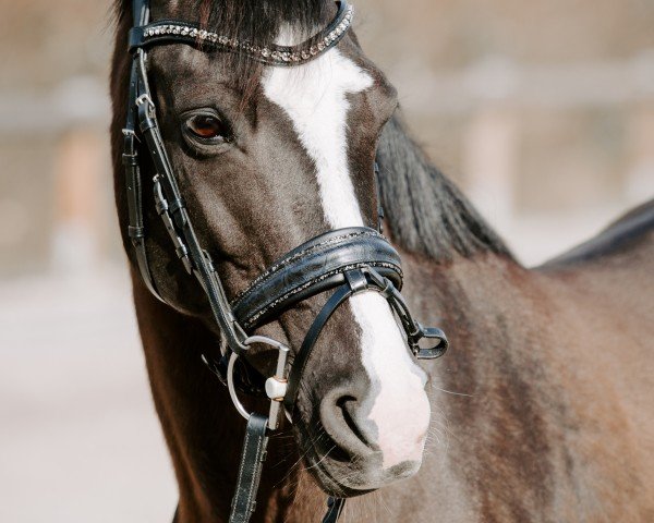 Zuchtstute Vangeline (Deutsches Reitpony, 2010, von Brantops Validos Touch)