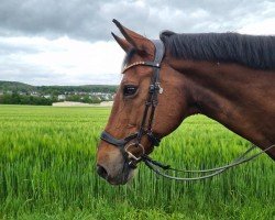 jumper D'artagnan 159 (Bavarian, 2004, from D'Artagnan Classic)