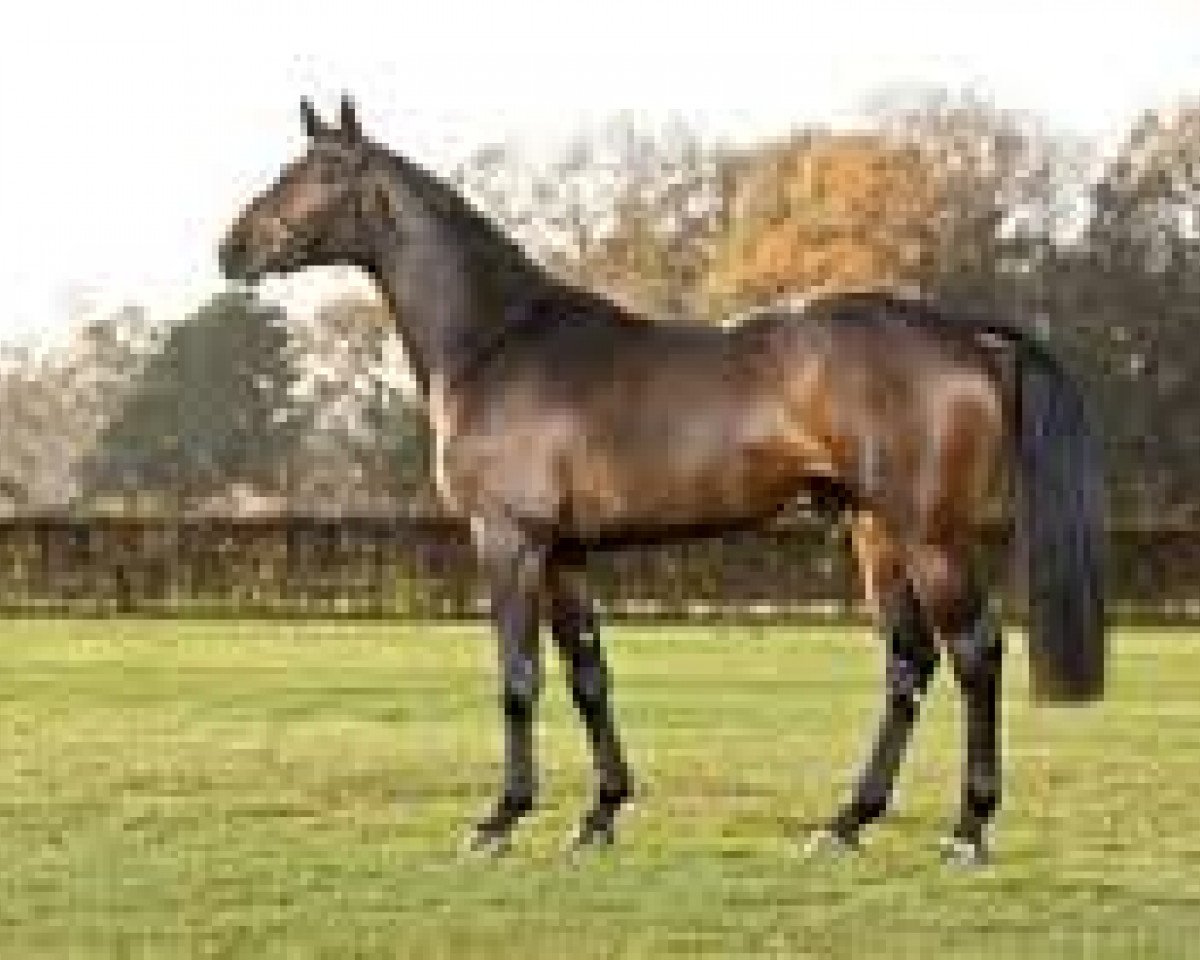 Deckhengst Eldorado de Hus (KWPN (Niederländisches Warmblut), 2009, von Diarado)