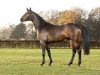 stallion Eldorado de Hus (KWPN (Royal Dutch Sporthorse), 2009, from Diarado)