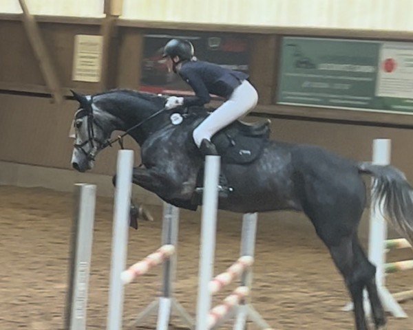 jumper C'Est La Viei (German Sport Horse, 2019, from Ciacomini)