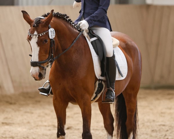 Dressurpferd Dancing Queen Five (Deutsches Reitpony, 2008, von Nibelungenheld II)