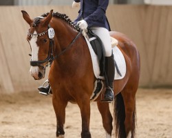 dressage horse Dancing Queen Five (German Riding Pony, 2008, from Nibelungenheld II)