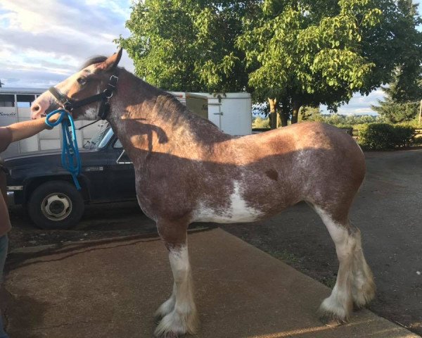 horse Willow Way Pheonix (Clydesdale, 2015, from Deighton Zoom)