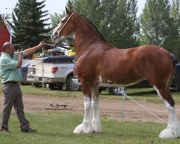 broodmare Willow Way Piper (Clydesdale, 2015, from Deighton Zoom)