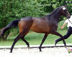 Zuchtstute Ava II (Trakehner, 2005, von Freudenfest)