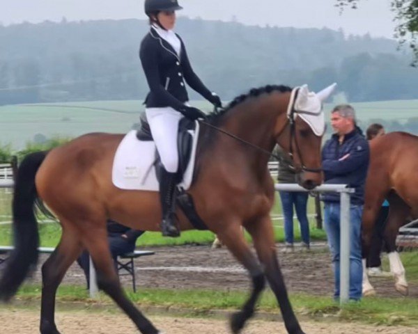 horse Karline de Prissey (German Sport Horse, 2017, from Kash de Prissey)