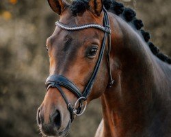 dressage horse Fils de Coeur (Trakehner, 2021, from Cadeau)