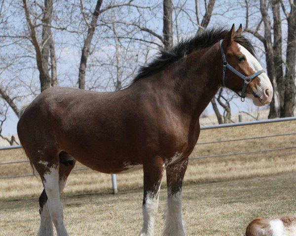 Zuchtstute Willow Way Pixel K (Clydesdale, 2015, von Willow Way Kelso)