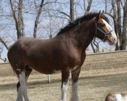 broodmare Willow Way Pixel K (Clydesdale, 2015, from Willow Way Kelso)