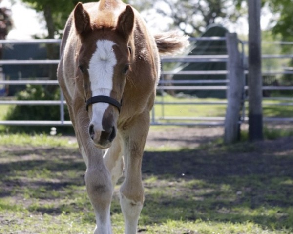 foal by Enni (Hanoverian, 2024, from Esmeraldo FM)