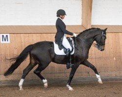 dressage horse Emonias (Westphalian, 2015, from Escolar)