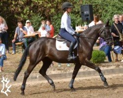 dressage horse Miss Ashley (Trakehner, 2010, from Hibiskus)