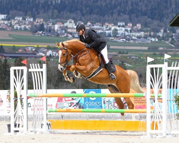 jumper Valentano CH (Swiss Warmblood, 2018, from Vigo d'Arsouilles)