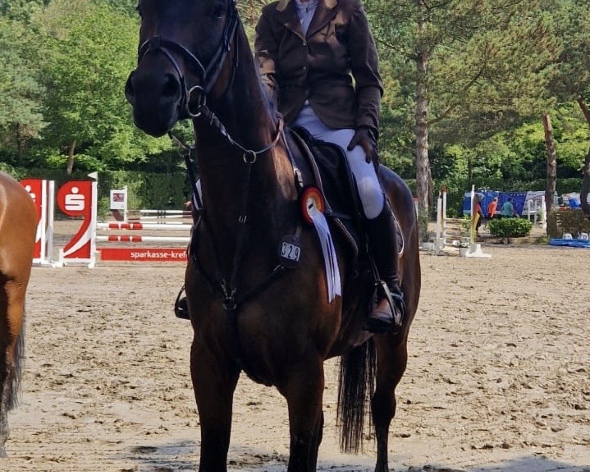 jumper Teddy Cool 3 (Trakehner, 2018)