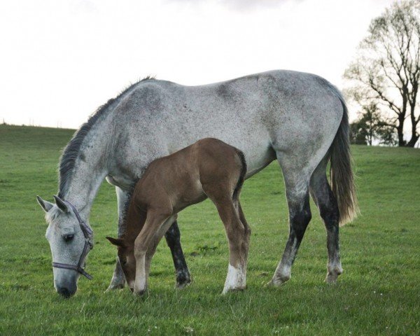 Zuchtstute Knightfield Mena (Irish Sport Horse, 2002, von Touchdown)