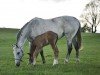 broodmare Knightfield Mena (Irish Sport Horse, 2002, from Touchdown)