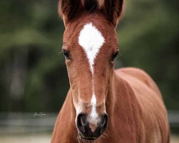 foal by El CiCi FR (Holsteiner, 2024, from Estobar NRW)