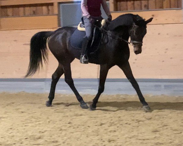 broodmare Kijani (Trakehner, 2018)