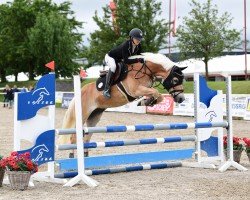 dressage horse Amadeo 14 (Haflinger, 2009, from Avantgarde)