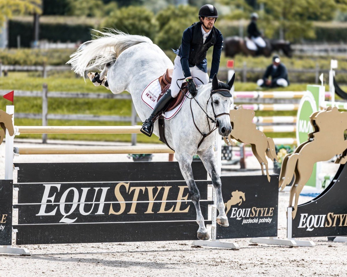 jumper Conquerant R Z (Zangersheide riding horse, 2015, from Cornet Obolensky)
