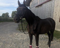 dressage horse Mousse au Chocolat (Trakehner, 2017, from Sanssouci)