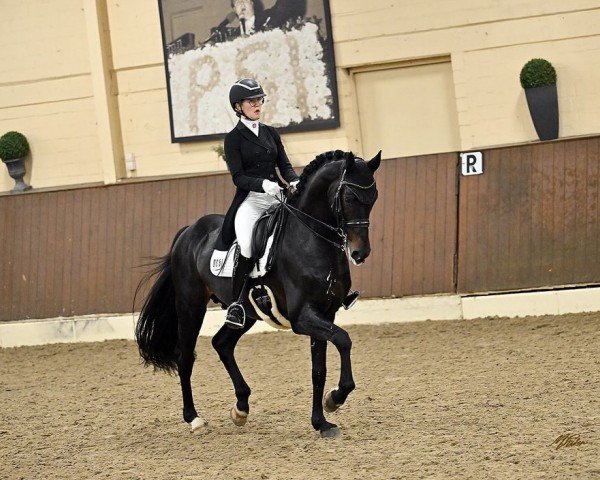 dressage horse Denton Rmd (Hanoverian, 2016, from Glock's Dream Boy)