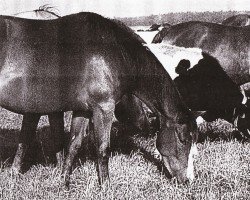 broodmare Hypnose II (Trakehner, 1980, from Wildschütz xx)