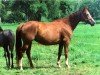 broodmare Hymne X (Trakehner, 1986, from Vers I Mo 3345)