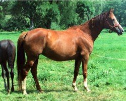 broodmare Hymne X (Trakehner, 1986, from Vers I)