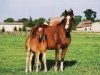 broodmare Holle VI (Trakehner, 1993, from Humor)