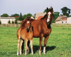 broodmare Holle VI (Trakehner, 1993, from Humor 1350)