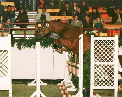 stallion Hirte (Trakehner, 1991, from Humor 1350)