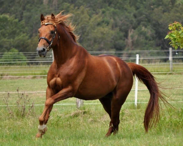 stallion Ferrari (Trakehner, 1997, from Hirte)